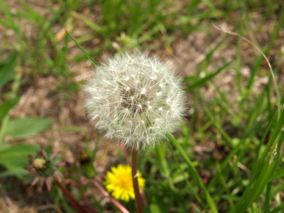 f:id:higepon:20080428112457j:image
