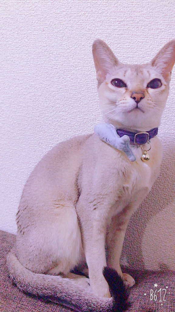 f:id:higetin:20170411000736j:plain
