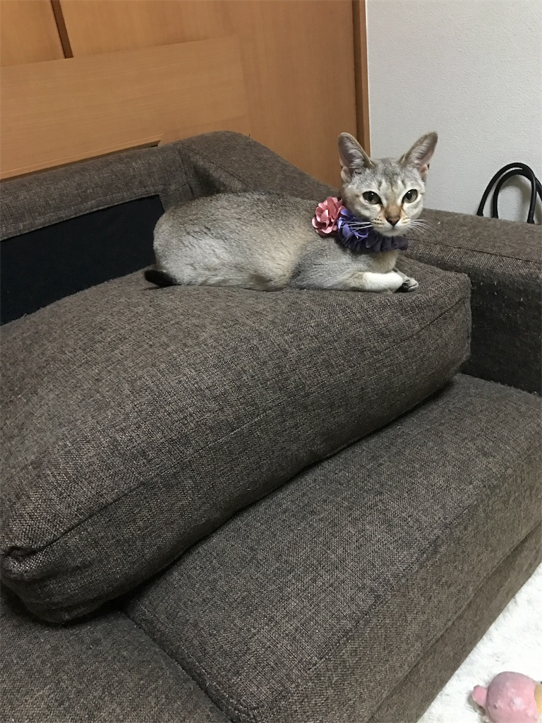 f:id:higetin:20170412205736j:image