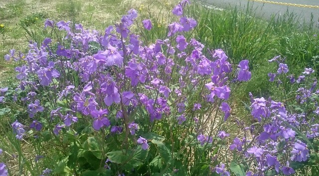 f:id:higeyahman:20190423203134j:image