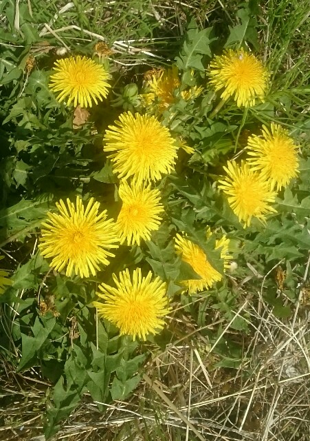 f:id:higeyahman:20190423203152j:image