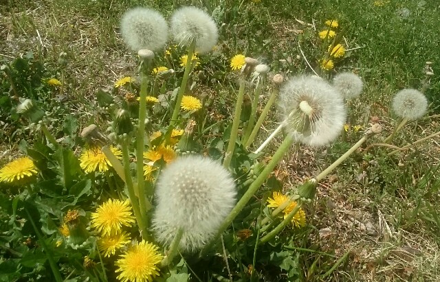 f:id:higeyahman:20190423203204j:image