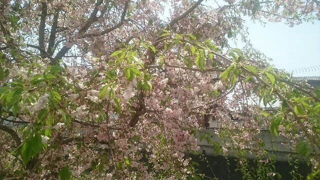 f:id:higeyahman:20190423203221j:image