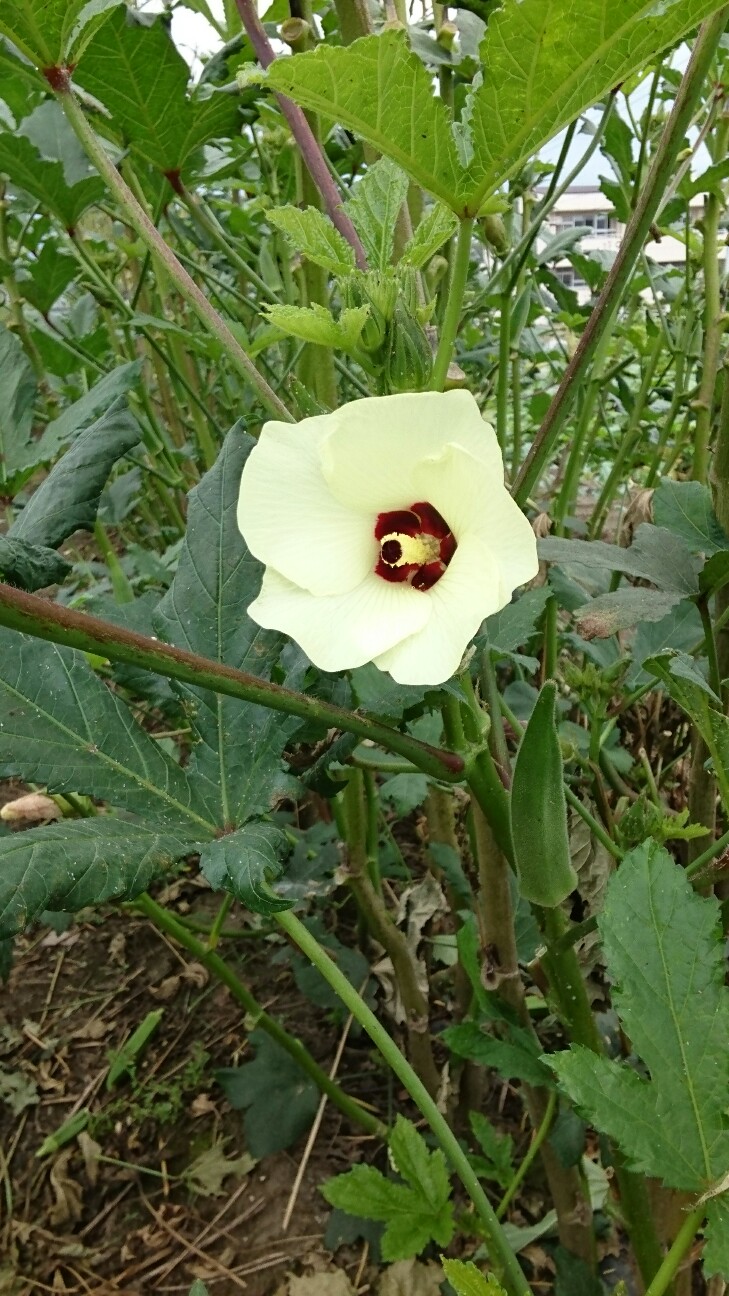 f:id:higeyahman:20190921173841j:image