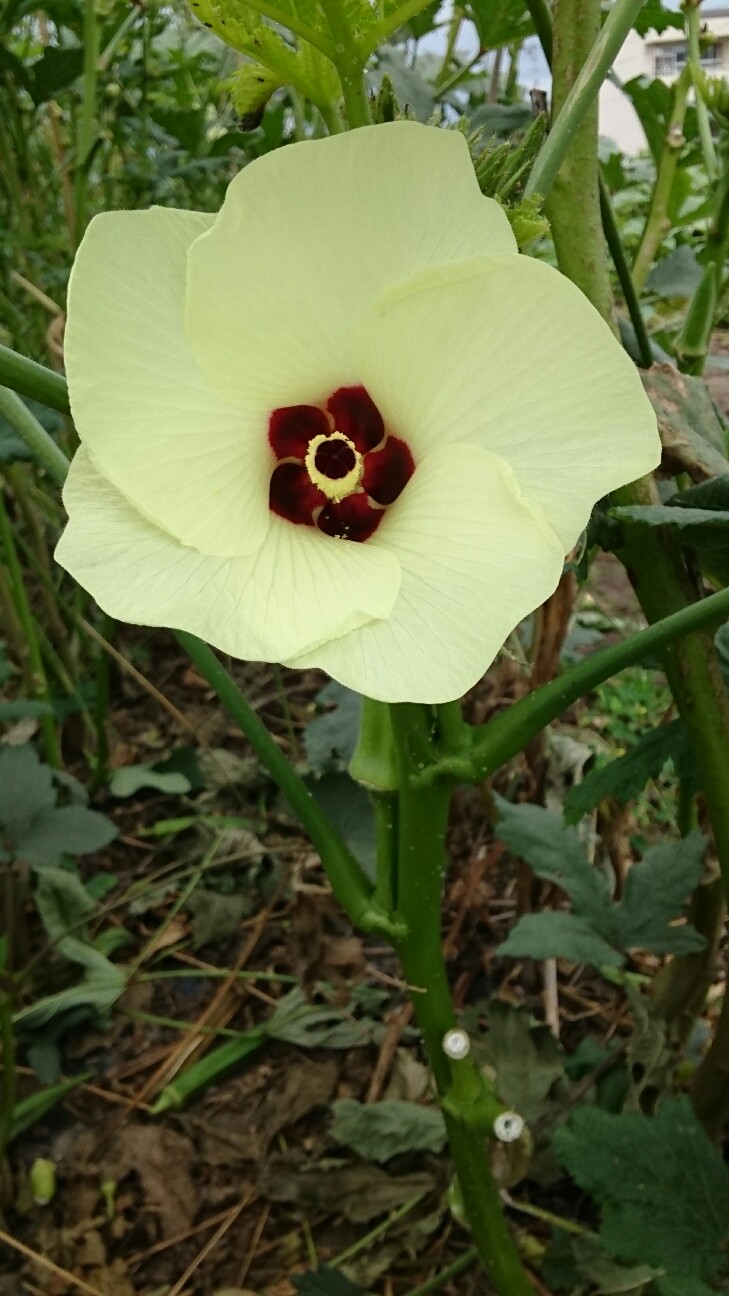 f:id:higeyahman:20190921173854j:image