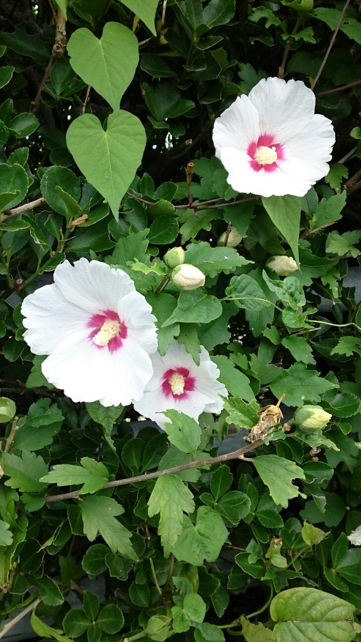 f:id:higeyahman:20190921173934j:image