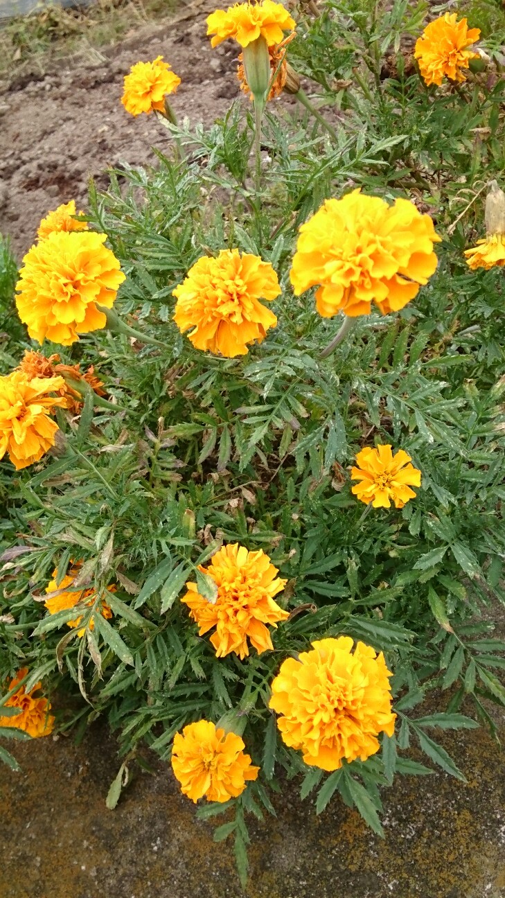 f:id:higeyahman:20190921174003j:image