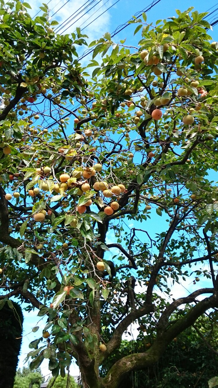 f:id:higeyahman:20190926152537j:image