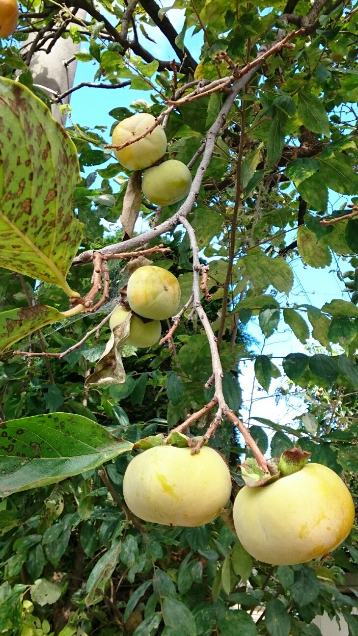 f:id:higeyahman:20190926152555j:image