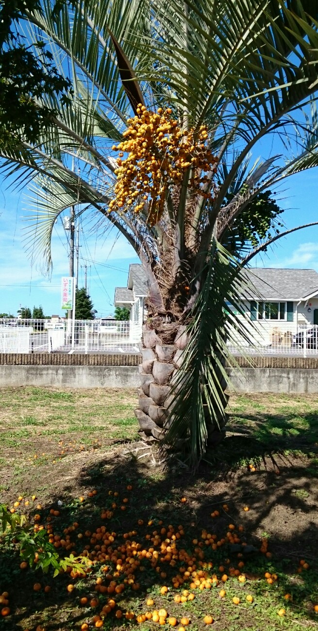 f:id:higeyahman:20190926152619j:image