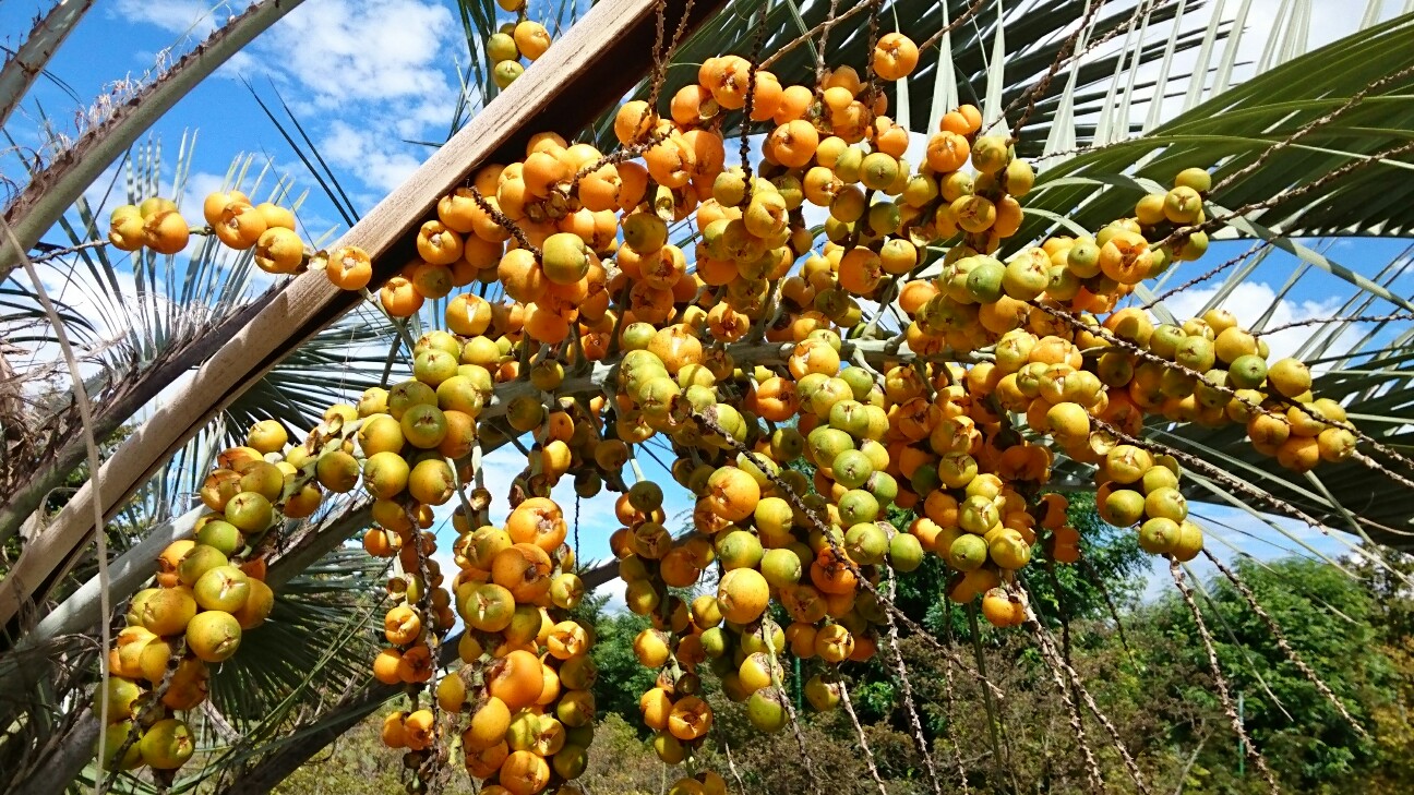 f:id:higeyahman:20190926152635j:image