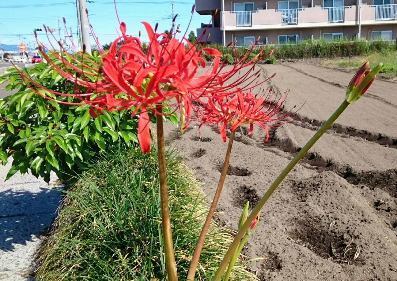 f:id:higeyahman:20190926153549j:image