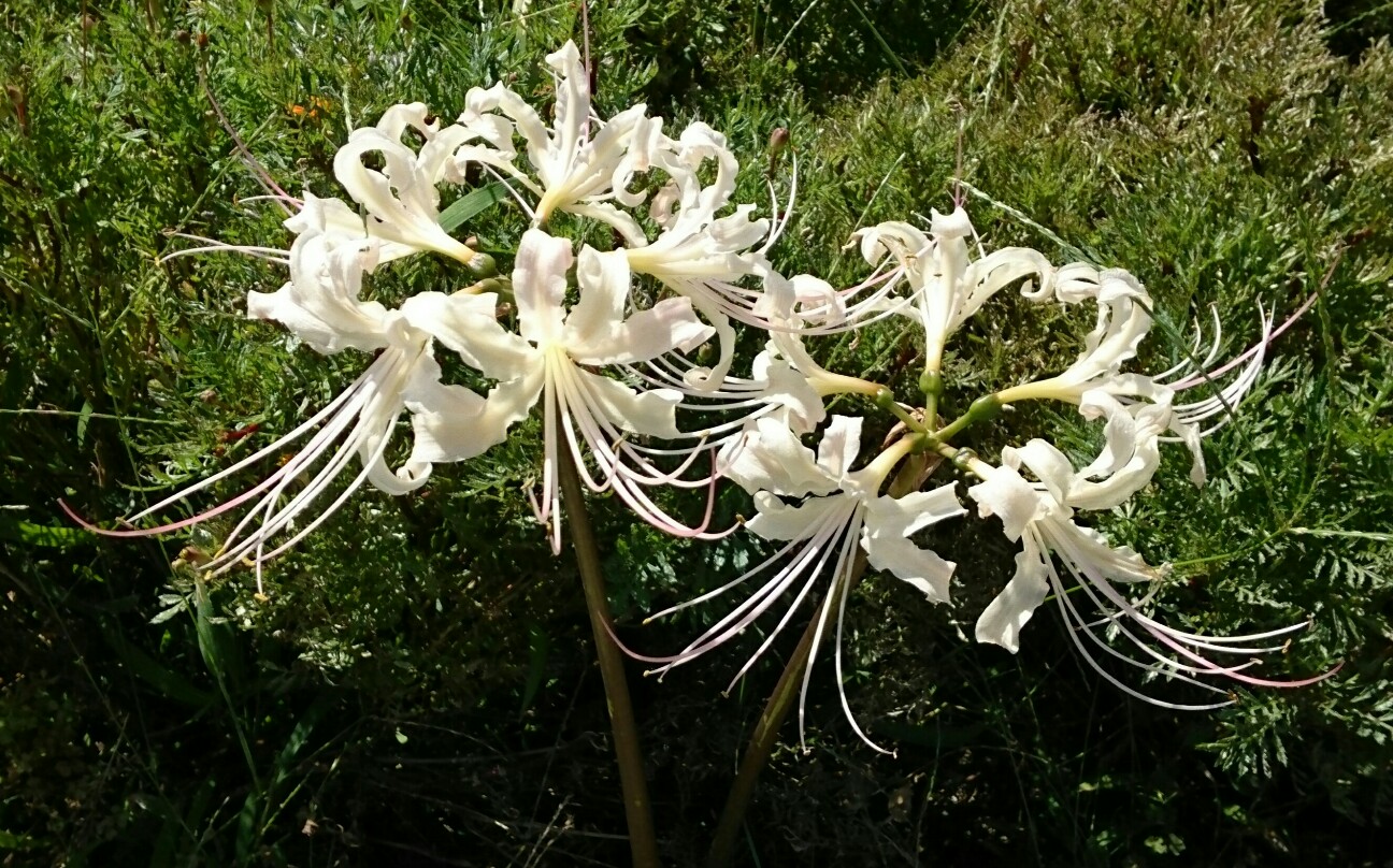 f:id:higeyahman:20190926153608j:image