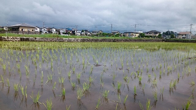 f:id:higeyahman:20220609171036j:image