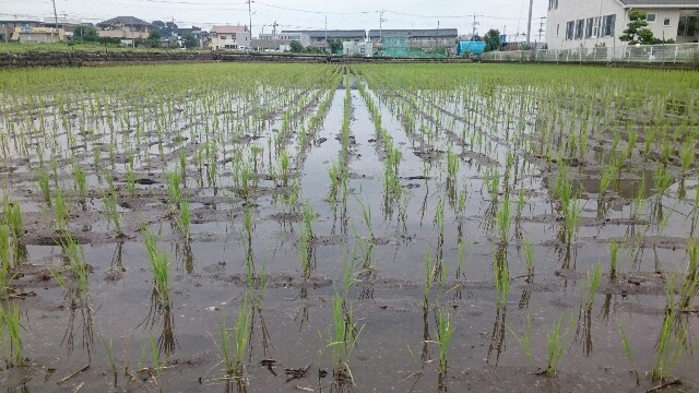 f:id:higeyahman:20220621173743j:image