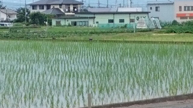 f:id:higeyahman:20220621173807j:image