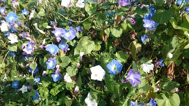 f:id:higeyahman:20221122153324j:image