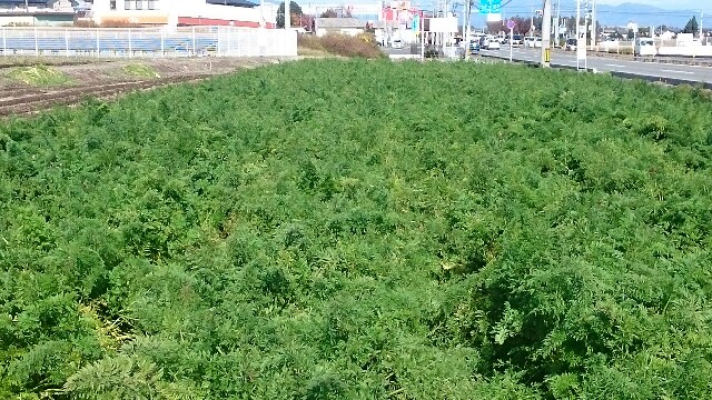 f:id:higeyahman:20221122182409j:image