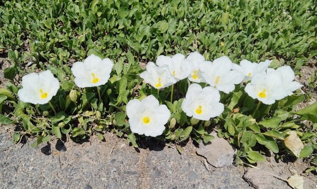 f:id:higeyahman:20230510142428j:image