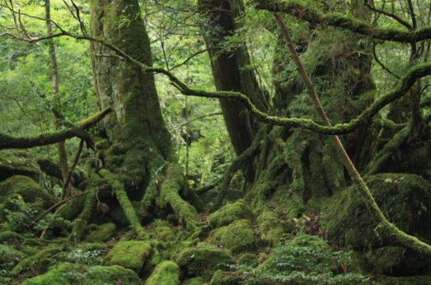 f:id:higeyarou79:20211112091857p:plain