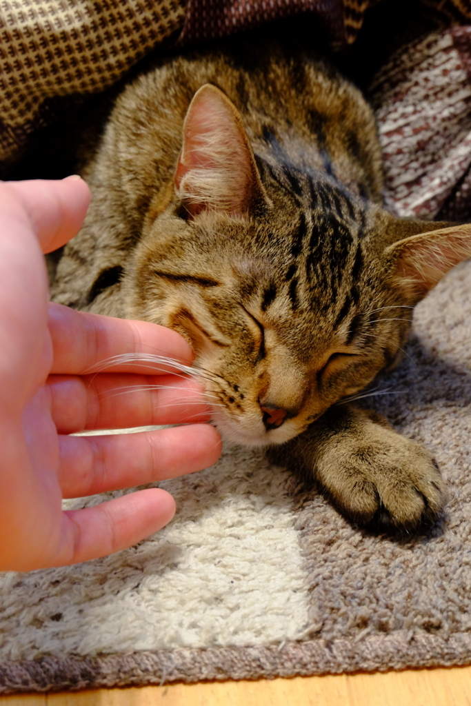 f:id:high-chew:20180112190811j:plain f:id:high-chew:20180112190811j:plain