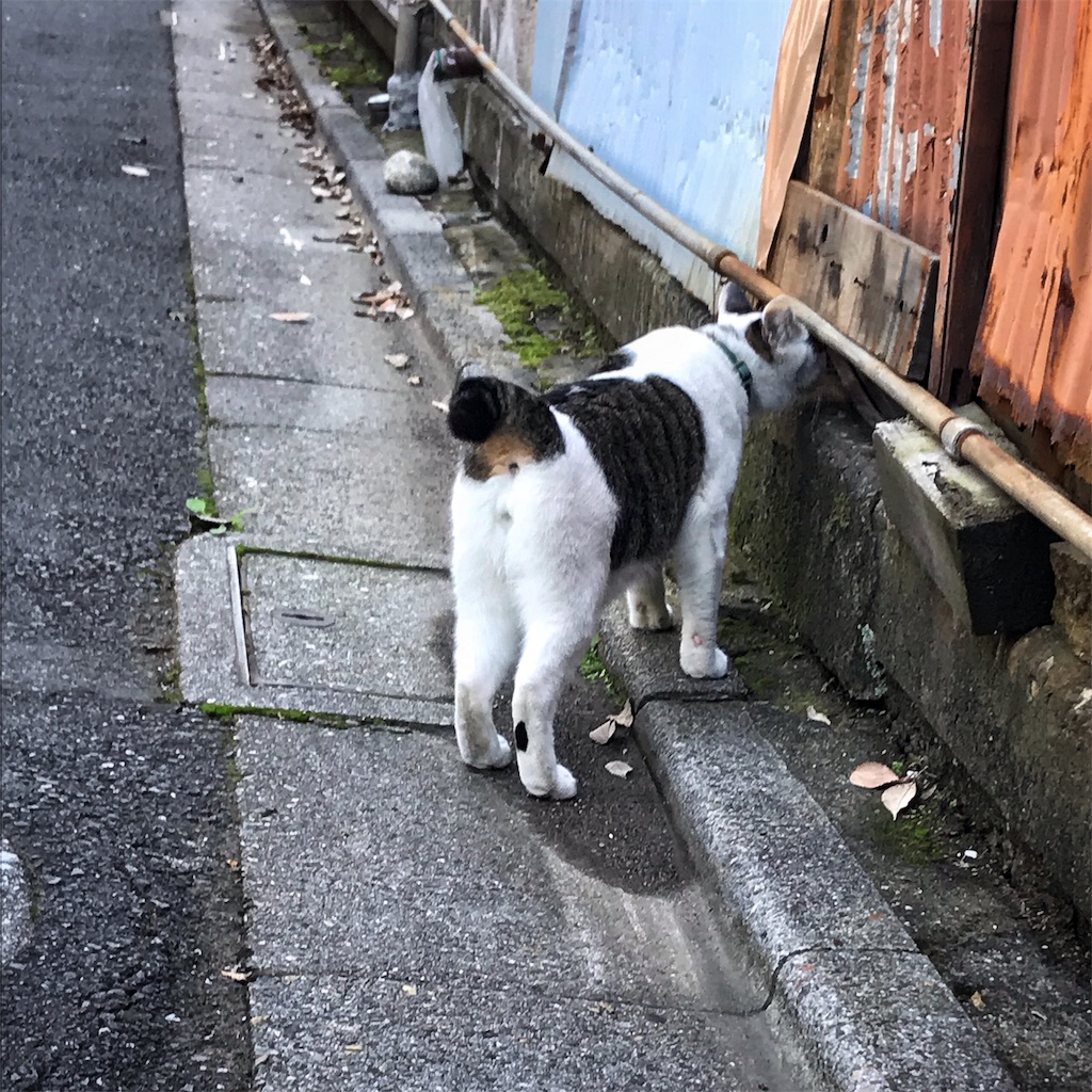 f:id:high-ho:20181023151232j:image