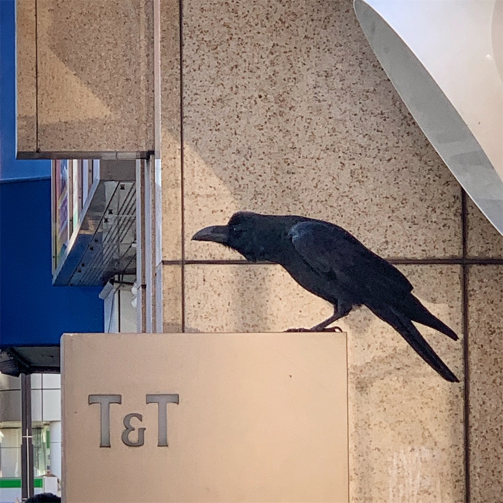 f:id:high-ho:20190119165507j:image