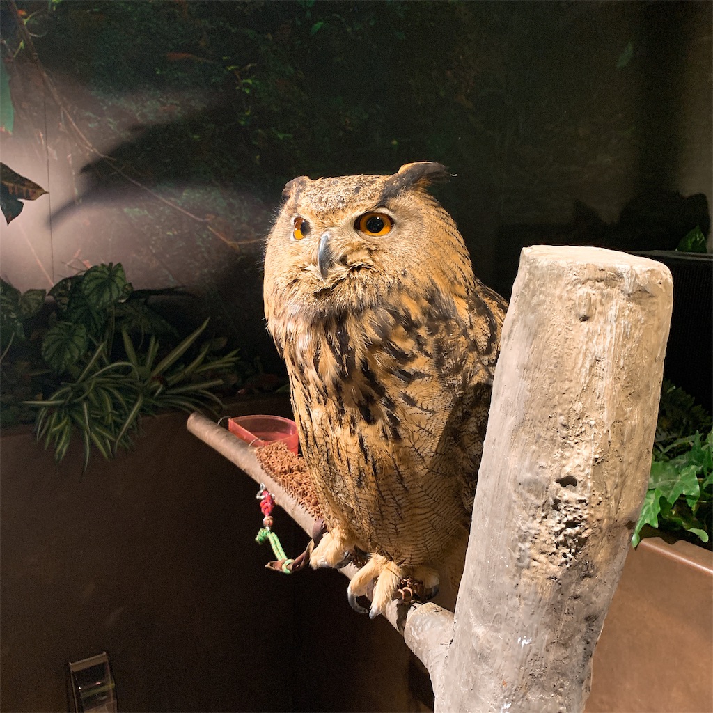 f:id:high-ho:20190325185104j:image