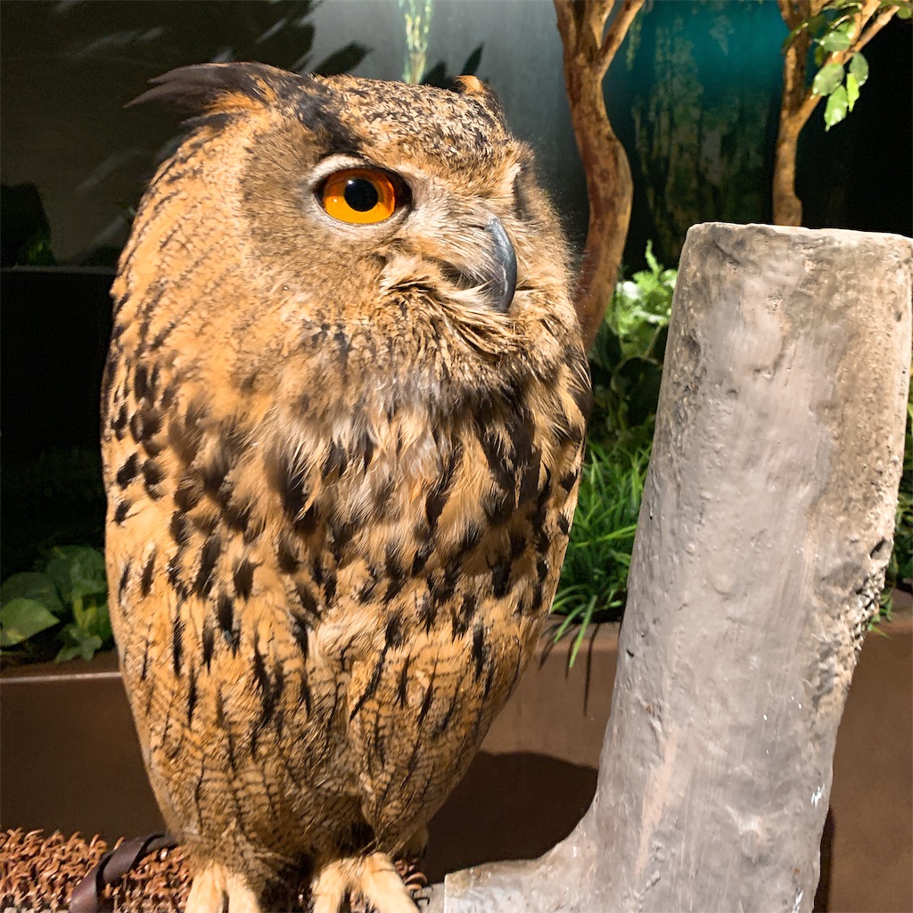 f:id:high-ho:20190325185108j:image
