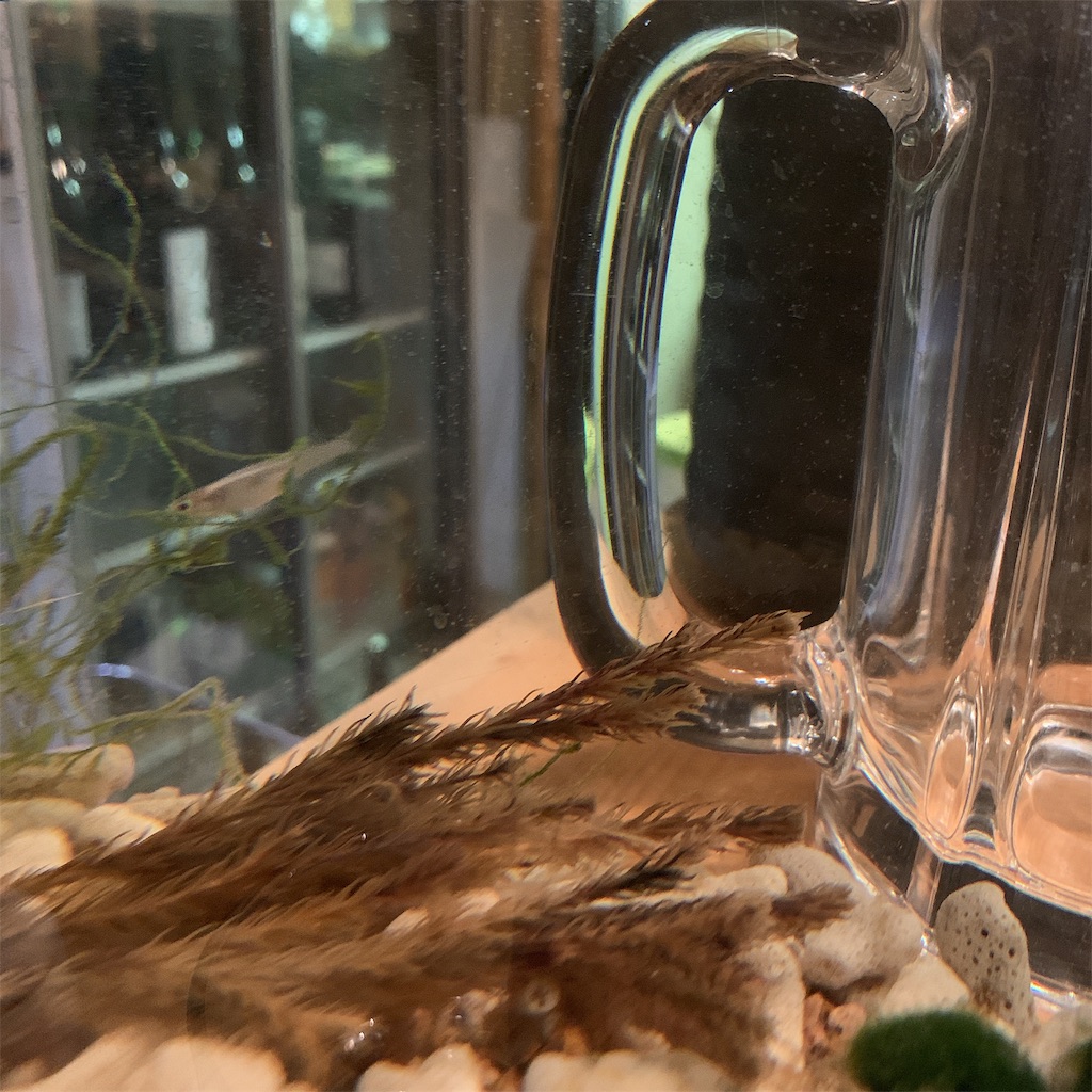f:id:high-ho:20190429100935j:image