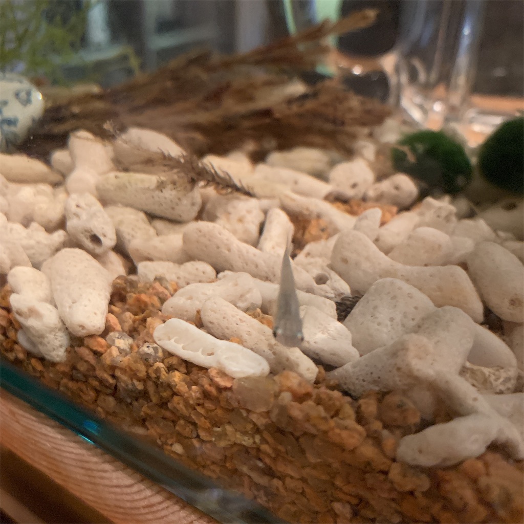 f:id:high-ho:20190429101005j:image