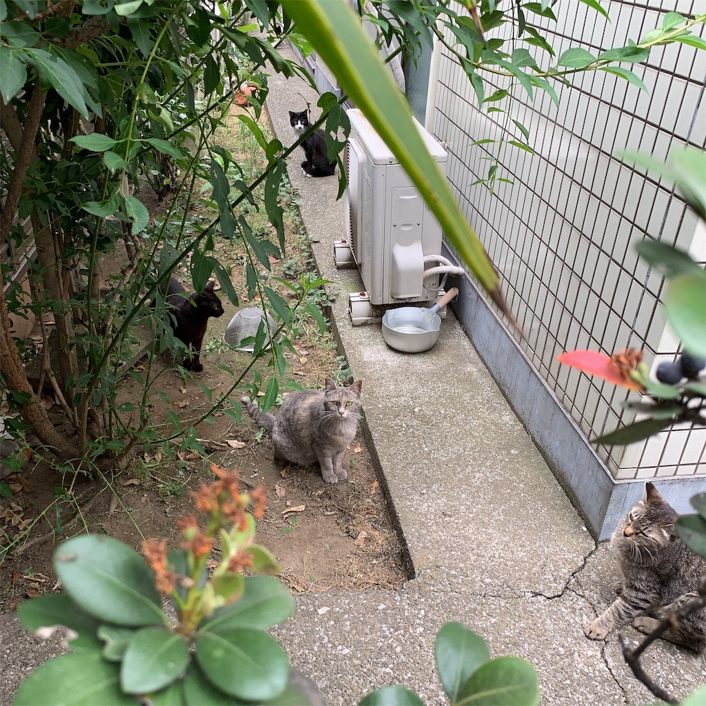 f:id:high-ho:20190612190926j:image f:id:high-ho:20190612190926j:image
