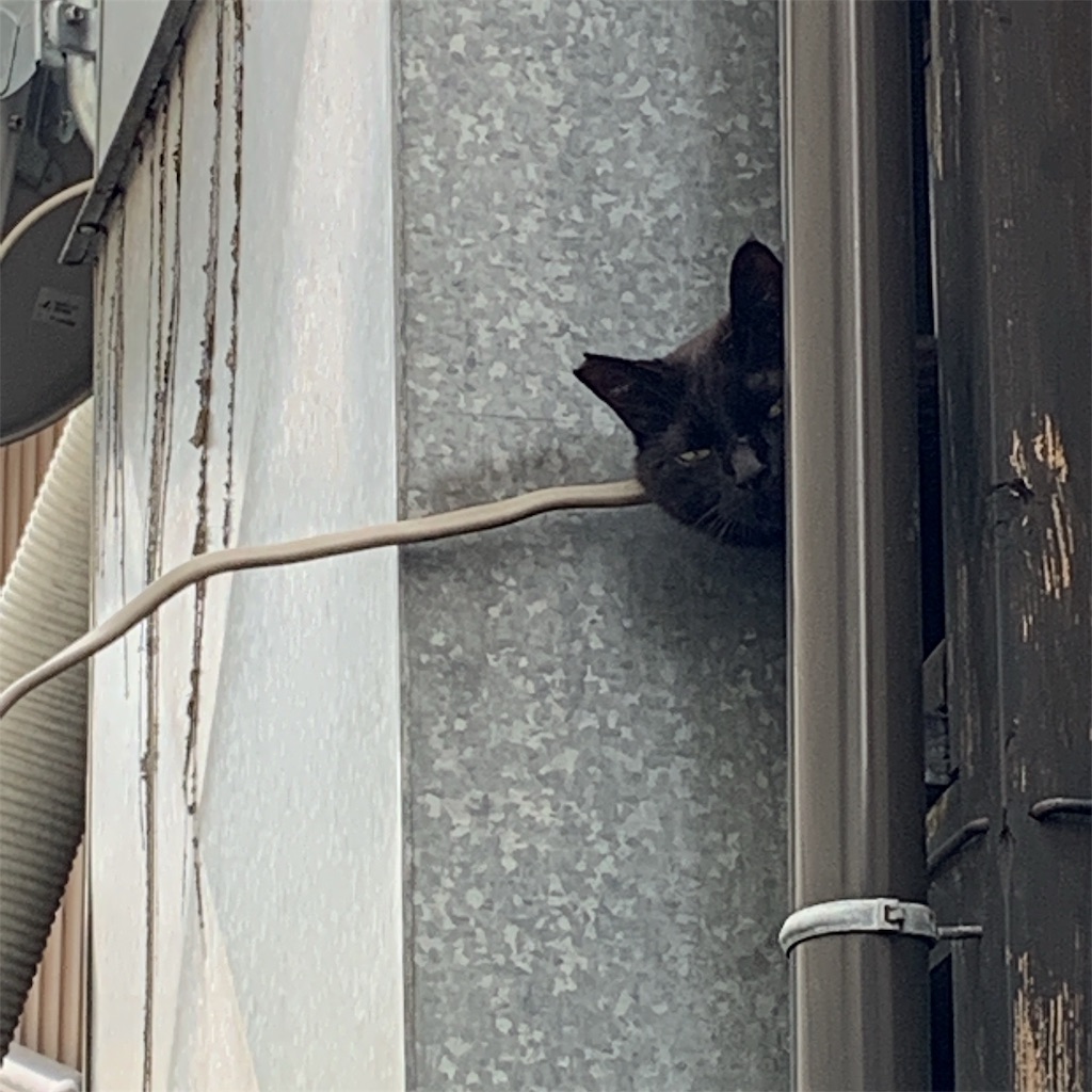 f:id:high-ho:20190612190933j:image f:id:high-ho:20190612190933j:image