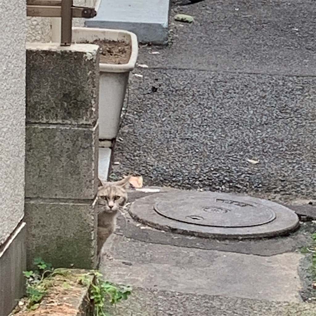 f:id:high-ho:20190612190943j:image f:id:high-ho:20190612190943j:image