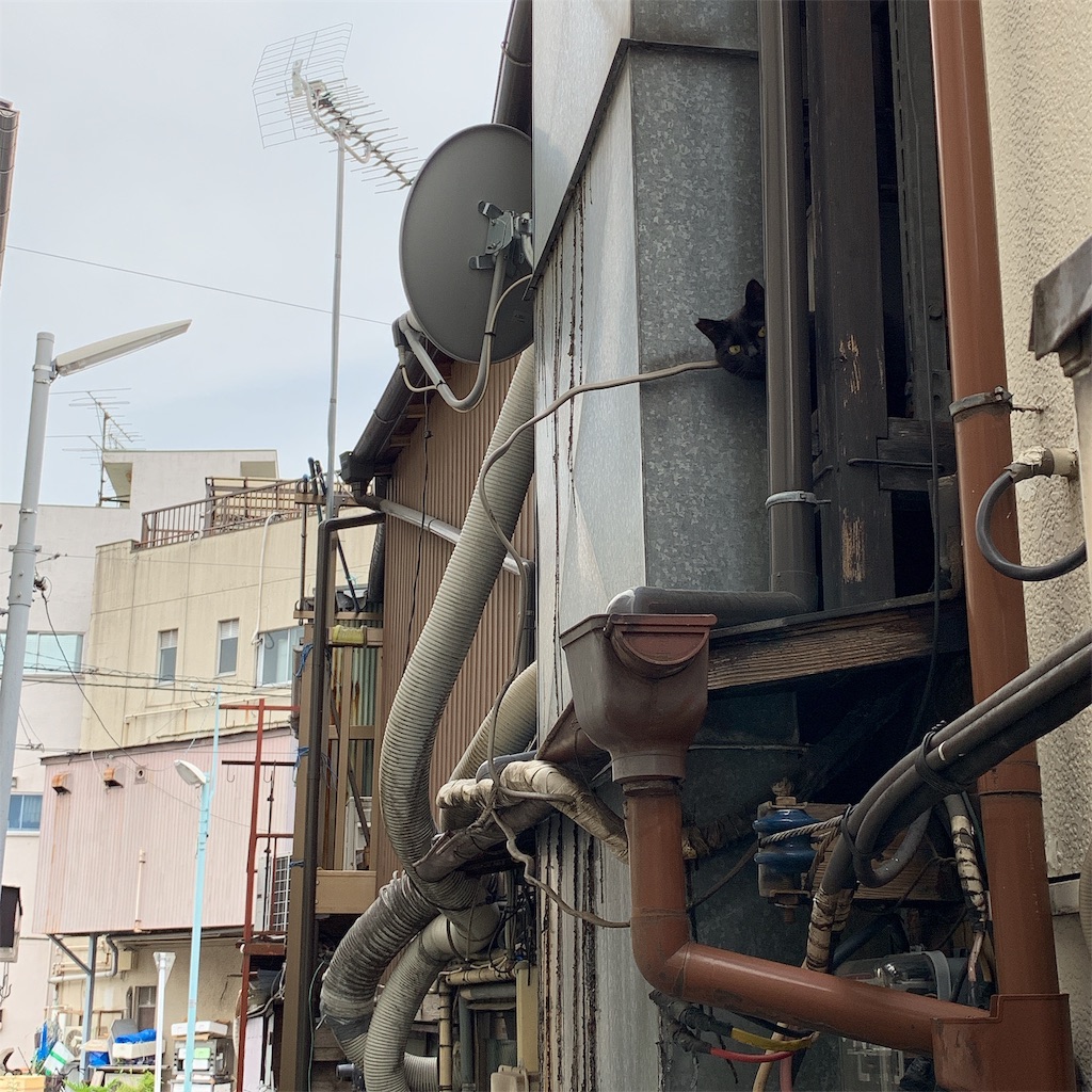 f:id:high-ho:20190612190947j:image f:id:high-ho:20190612190947j:image