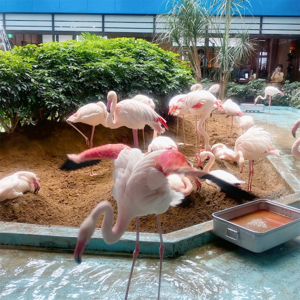 f:id:high-ho:20210516114848j:image