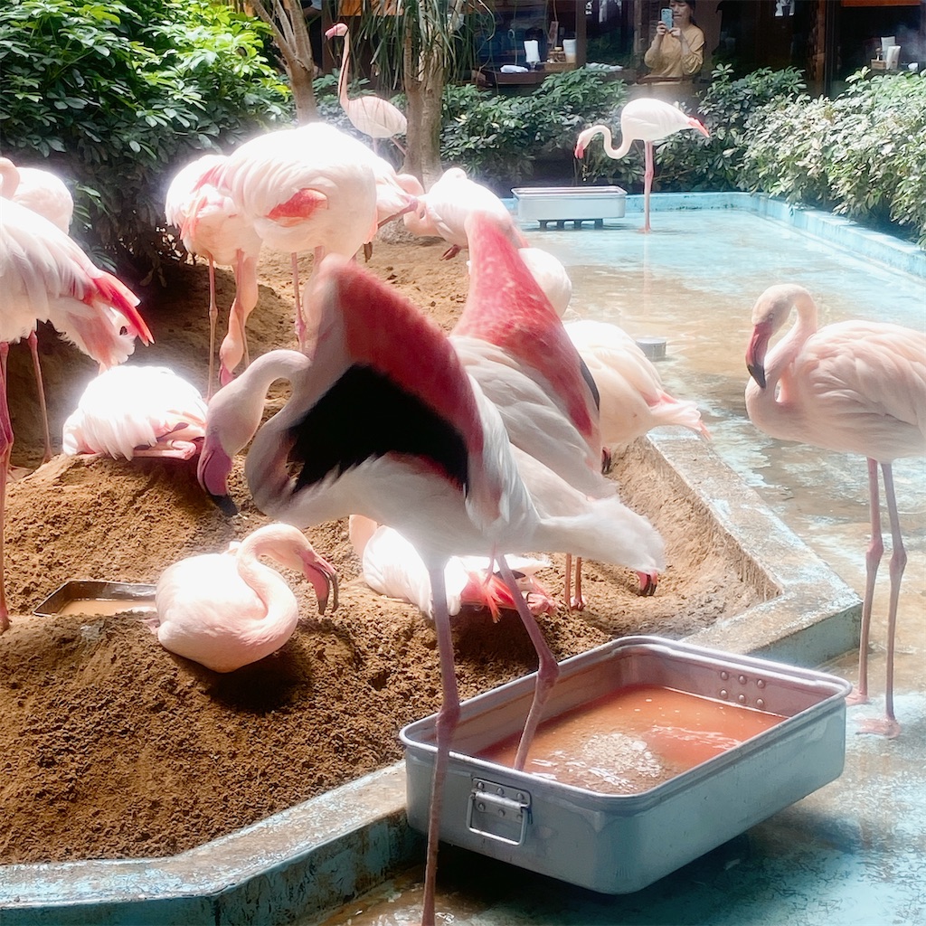 f:id:high-ho:20210516114906j:image