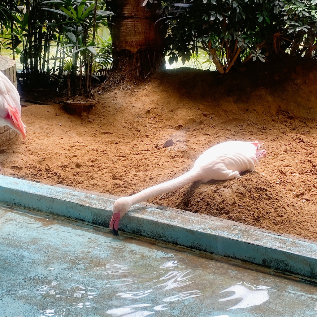 f:id:high-ho:20210516114927j:image