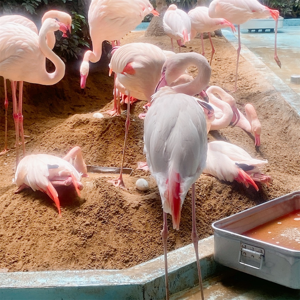 f:id:high-ho:20210516115154j:image