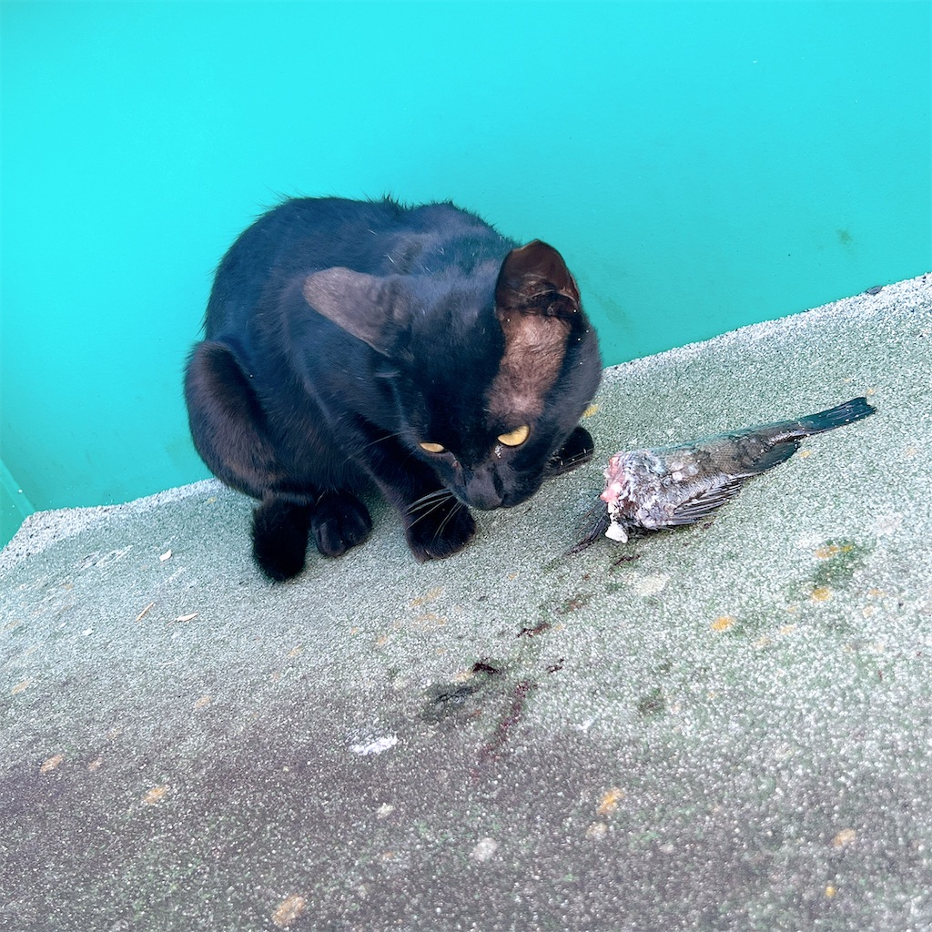 f:id:high-ho:20220818141300j:image