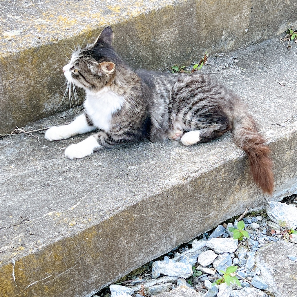 f:id:high-ho:20220818141304j:image