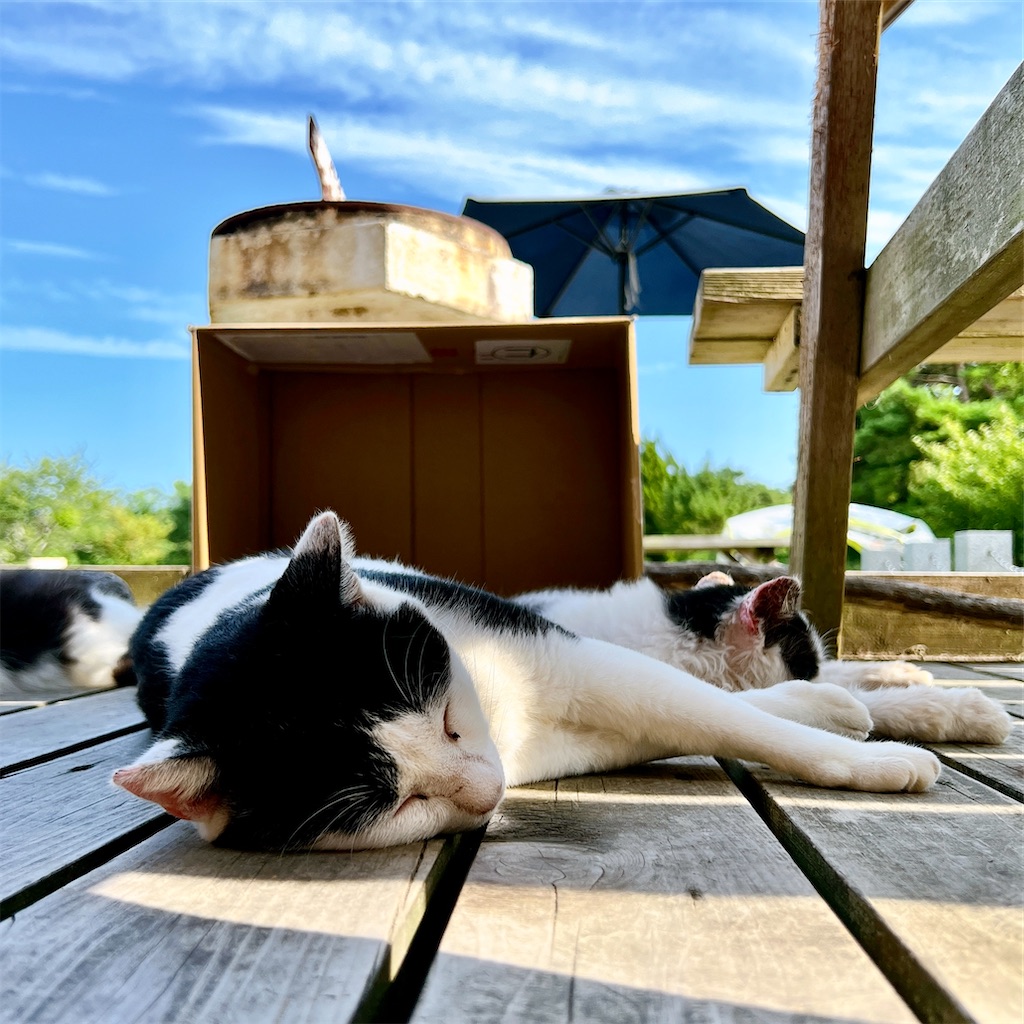 f:id:high-ho:20220818141307j:image