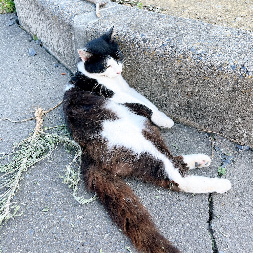 f:id:high-ho:20220818141329j:image