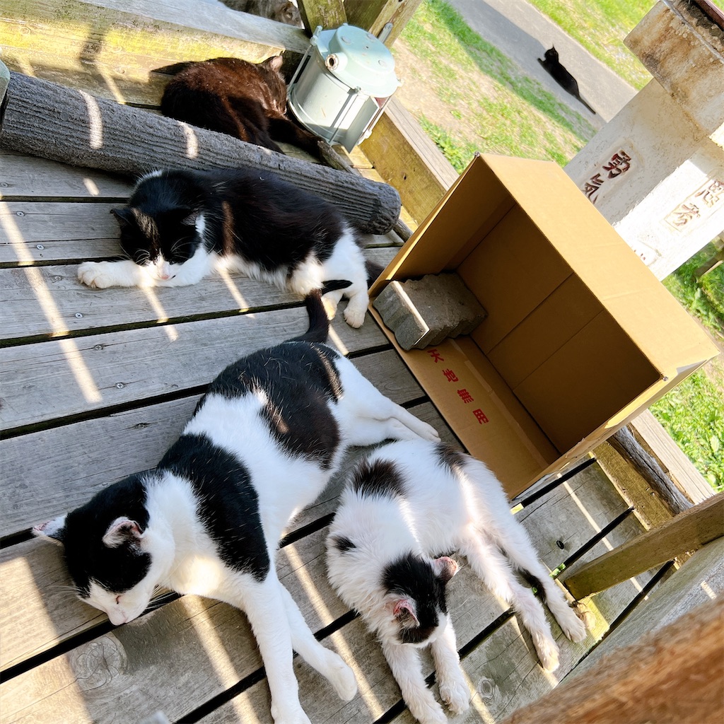 f:id:high-ho:20220818141346j:image