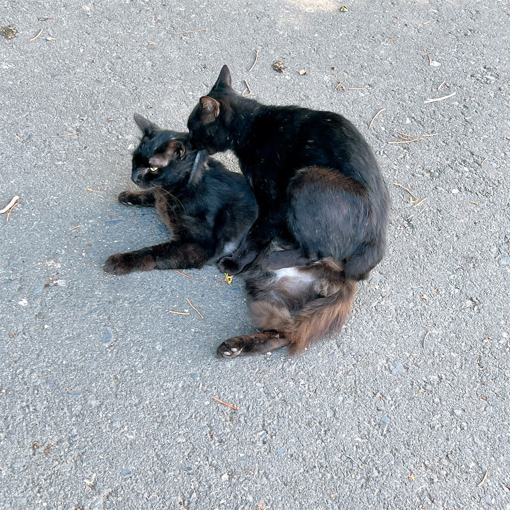 f:id:high-ho:20220818141426j:image