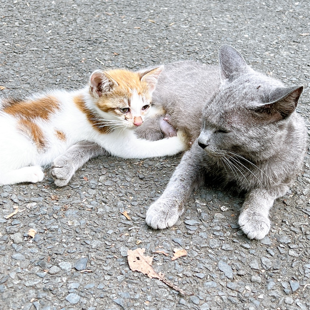 f:id:high-ho:20220818141433j:image