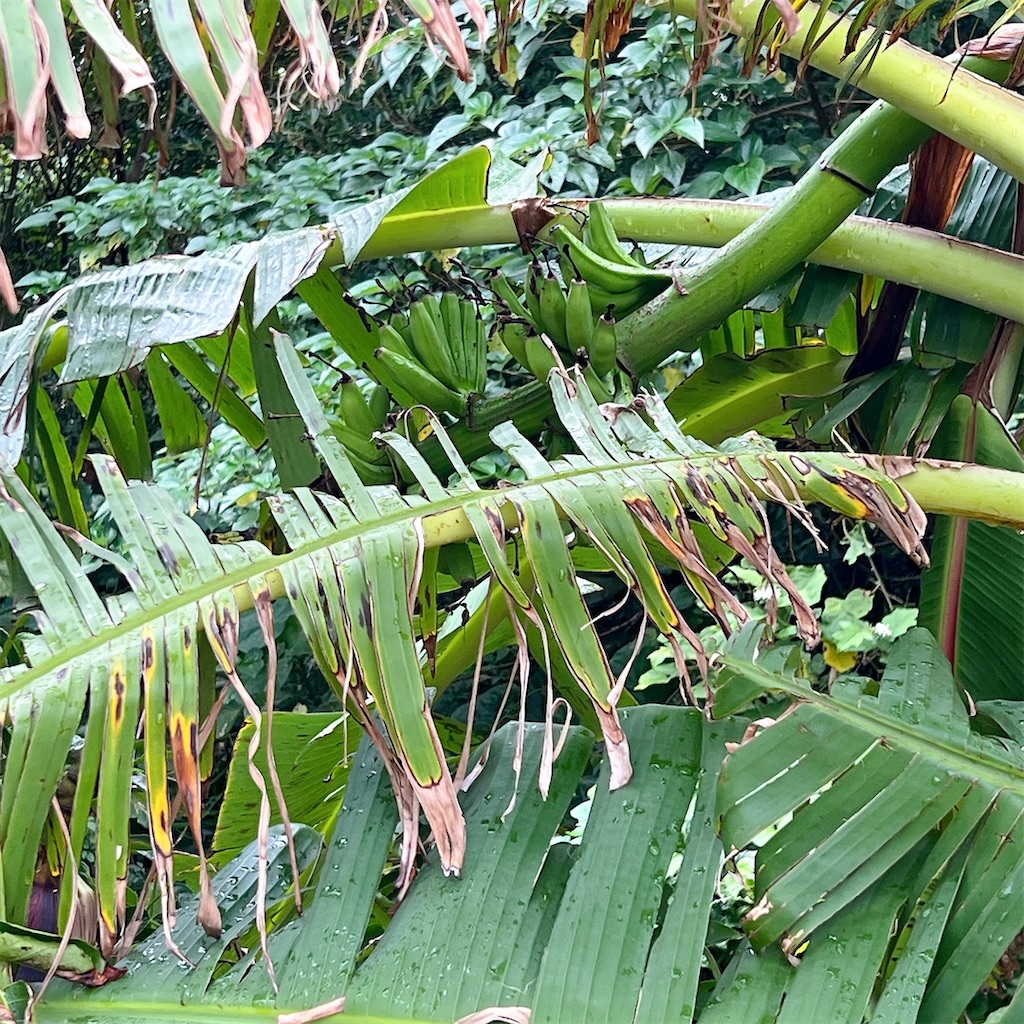 f:id:high-ho:20241209104212j:image