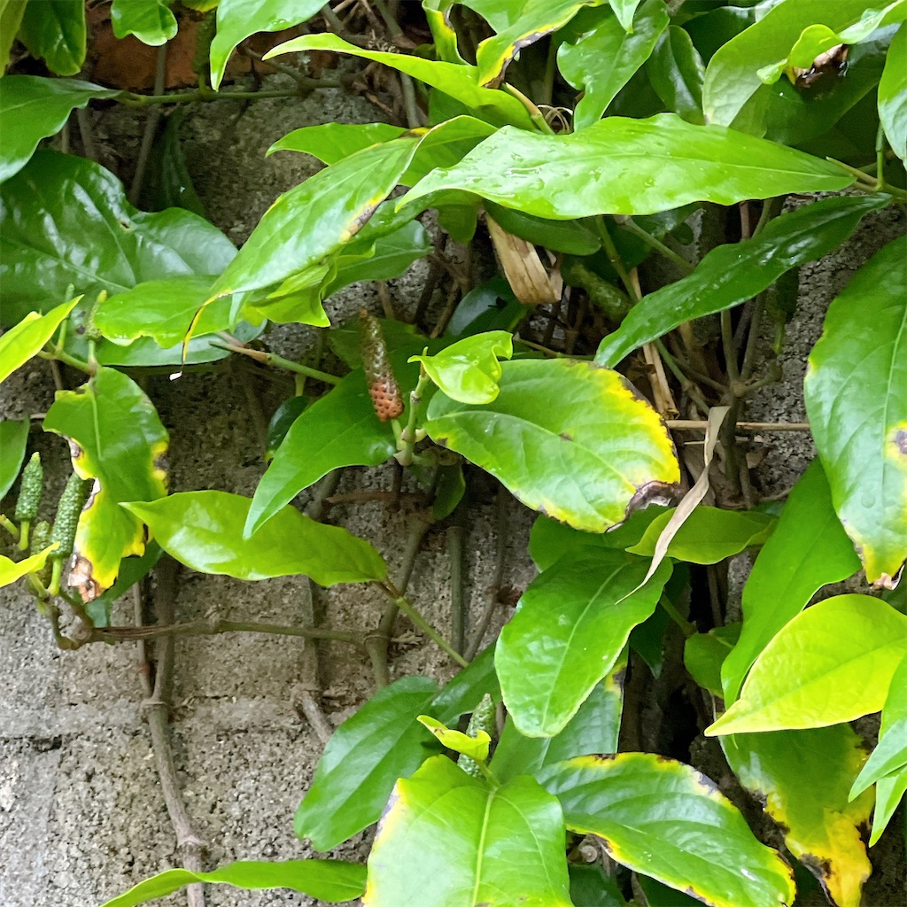 f:id:high-ho:20241209104233j:image