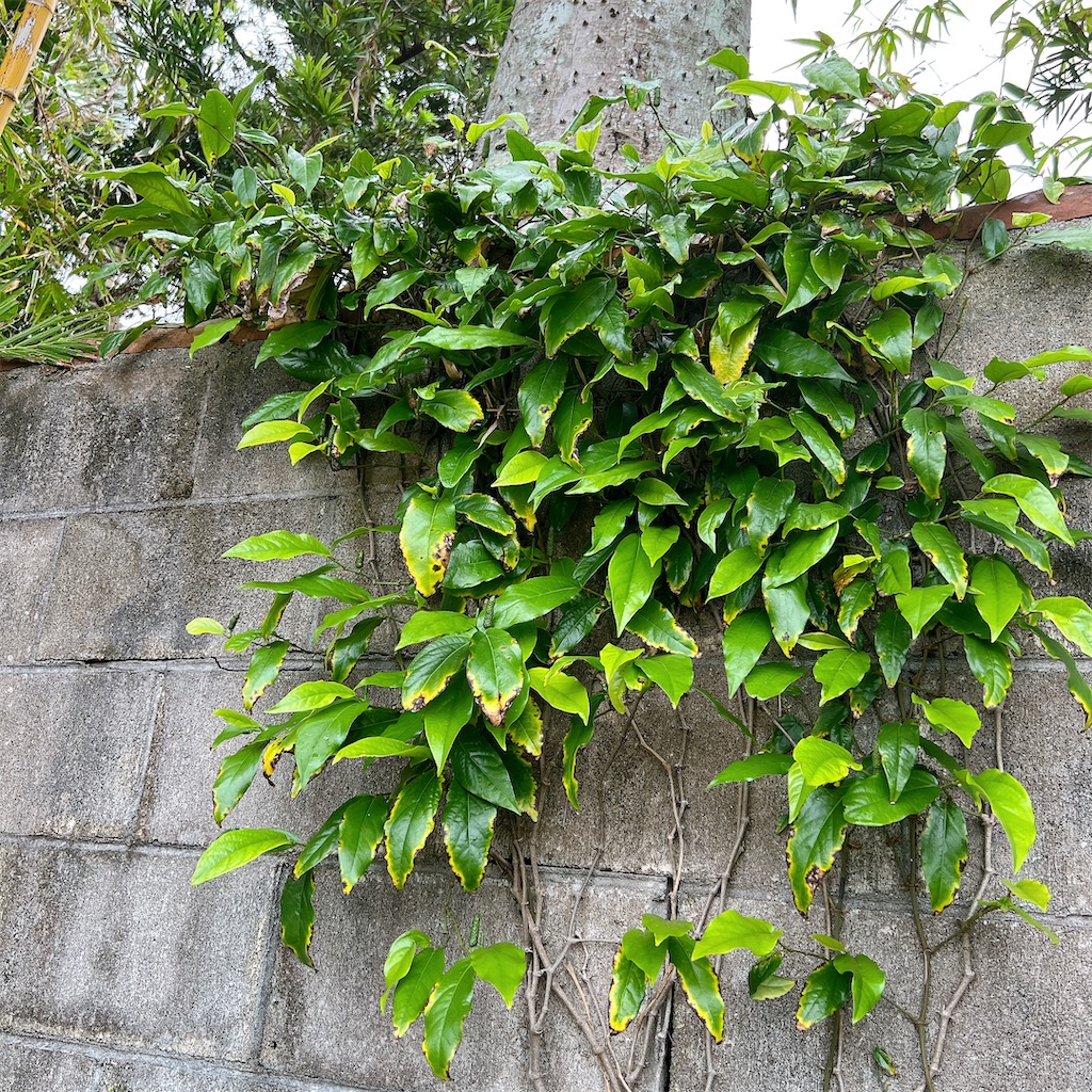 f:id:high-ho:20241209104401j:image