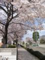 [桜]学校前の並木道